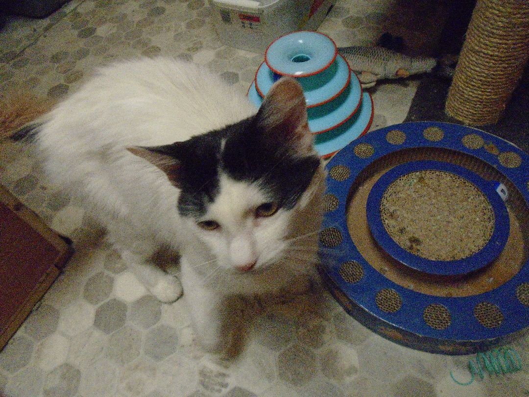 Sally, a Adoptable Turkish Van in Scarborough, ON image 3/6