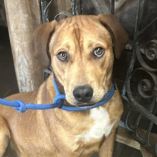 Benny, a Adoptable mixed breed in Woburn, MA image 1/6