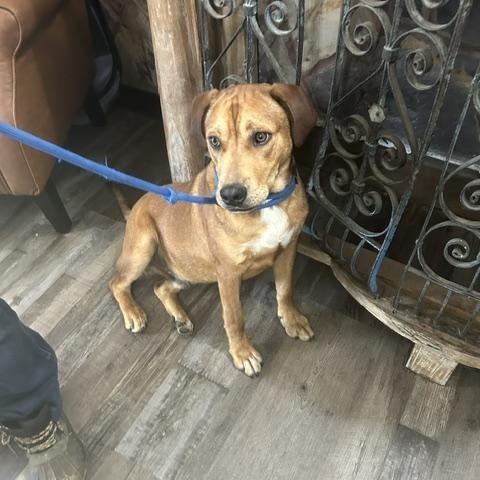 Benny, a Adoptable mixed breed in Woburn, MA image 2/6
