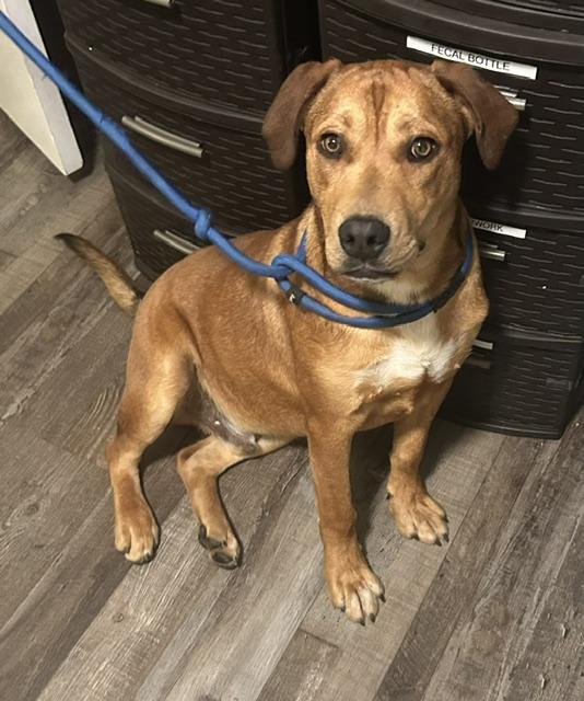 Benny, a Adoptable mixed breed in Woburn, MA image 5/6