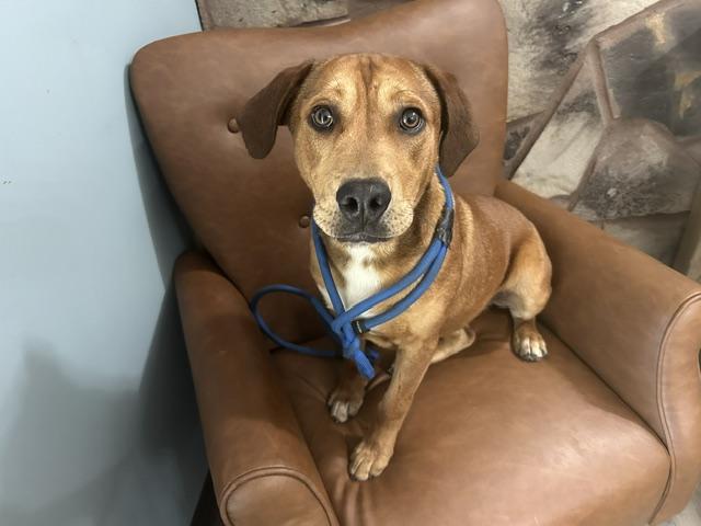 Benny, a Adoptable mixed breed in Woburn, MA image 6/6