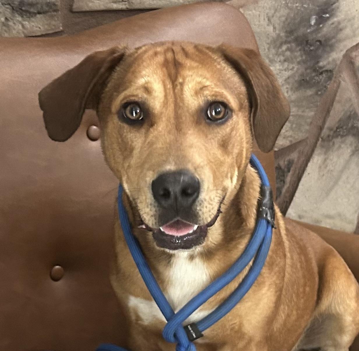 Benny, a Adoptable mixed breed in Woburn, MA image 3/6
