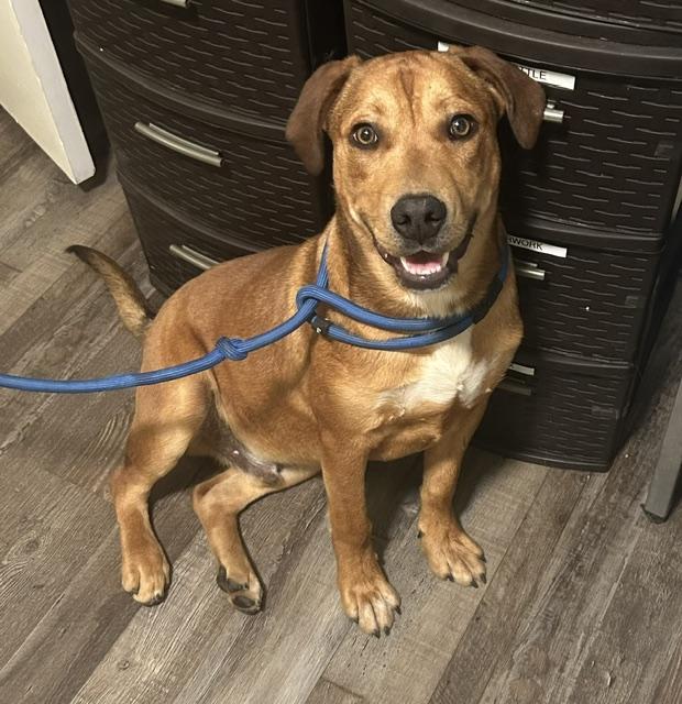 Benny, a Adoptable mixed breed in Woburn, MA image 4/6
