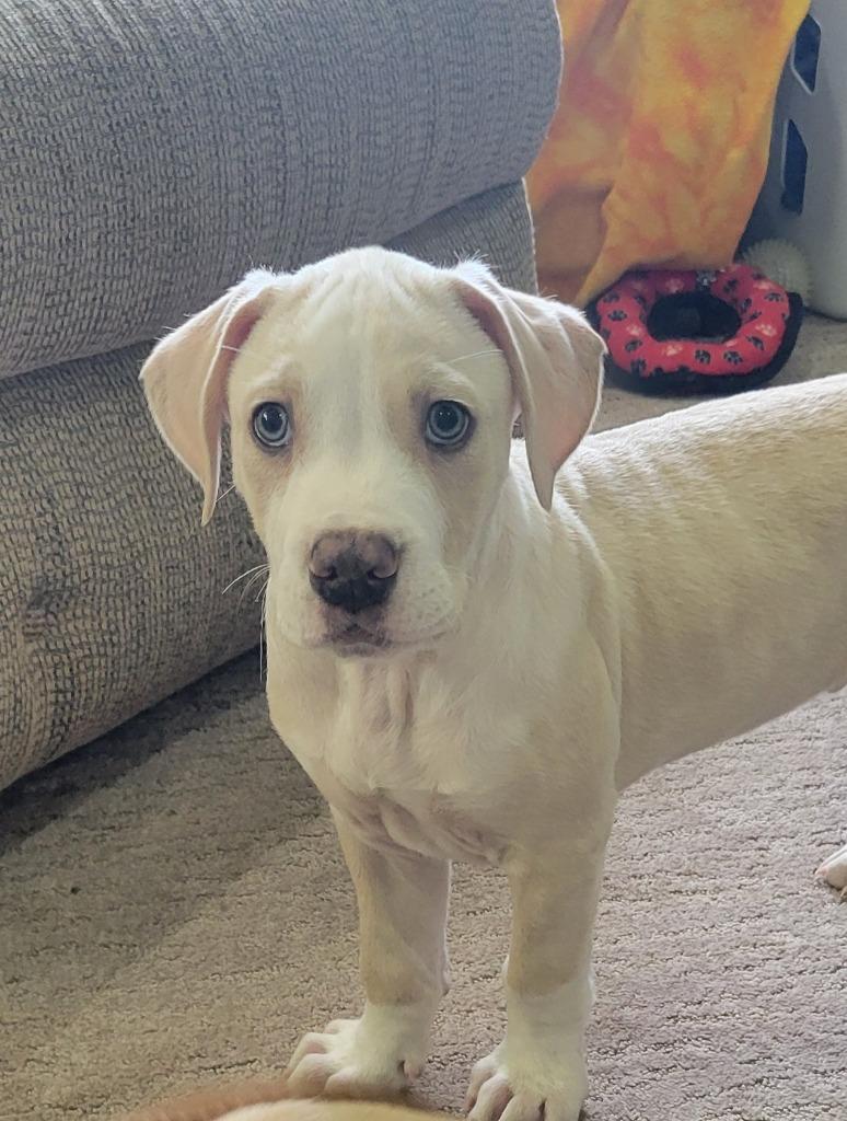 White Meat (nka Bodhi), Adopted, Puppy Male Terrier & Boxer.