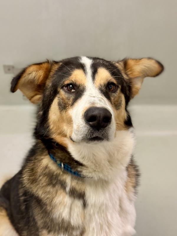 Enlarge Grizz, a Adoptable mixed breed in Winnipeg, MB image 1/1
