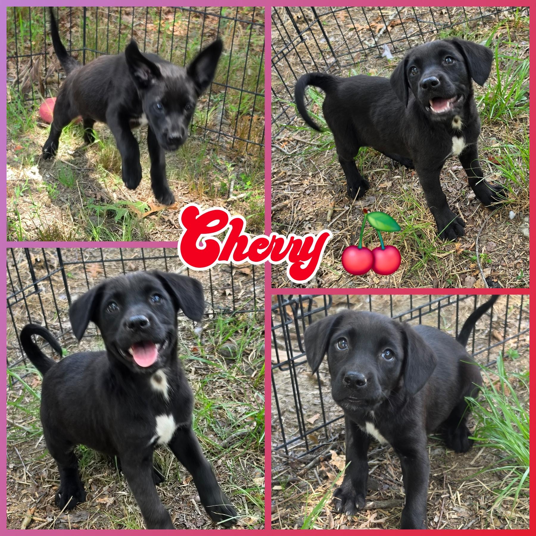 Cherry, adopted, Puppy Female Labrador Retriever.