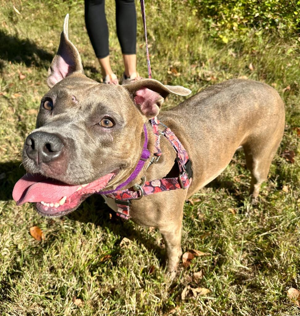 Summer, a Adoptable American Staffordshire Terrier in Ewing, NJ image 1/4
