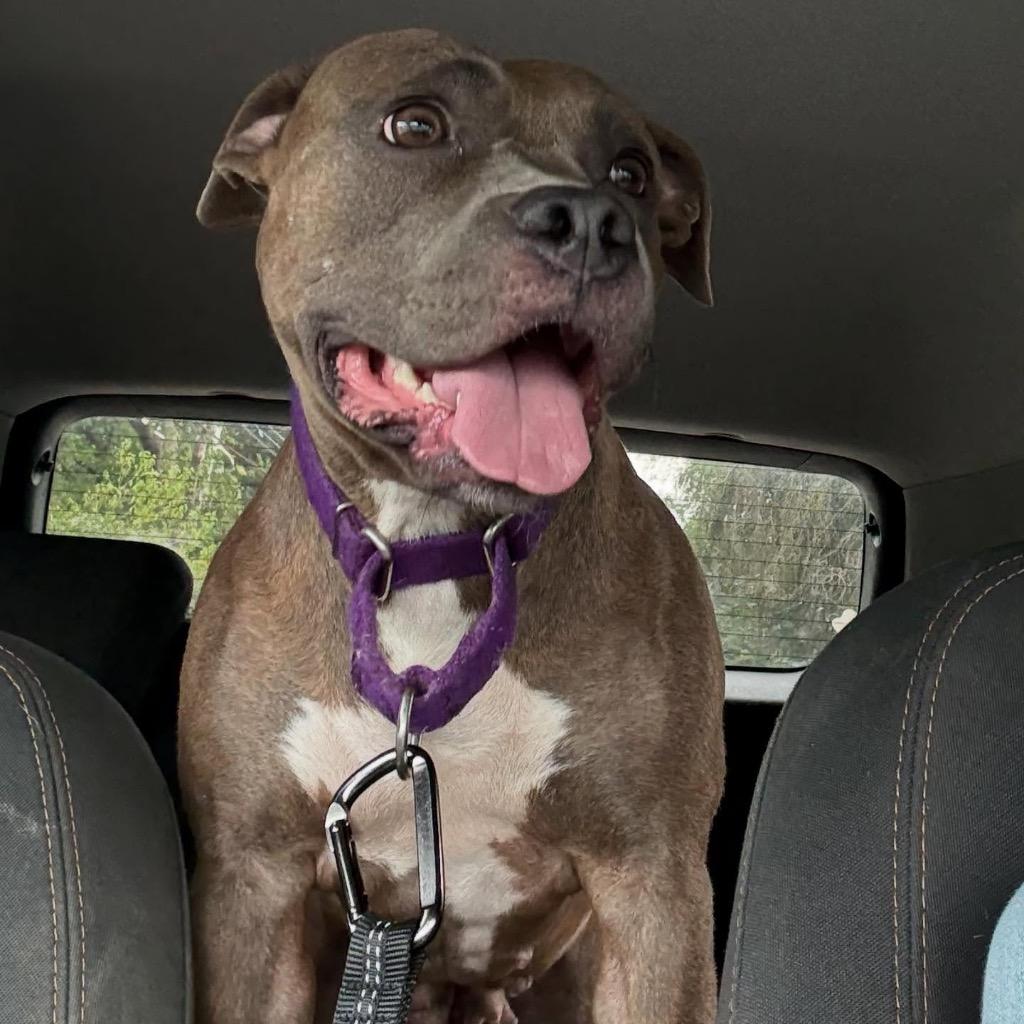 Summer, a Adoptable American Staffordshire Terrier in Ewing, NJ image 2/4