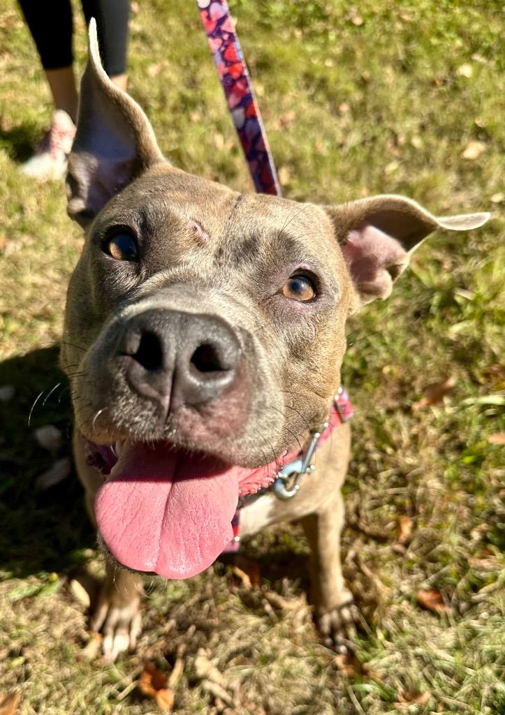 Summer, a Adoptable American Staffordshire Terrier in Ewing, NJ image 3/4