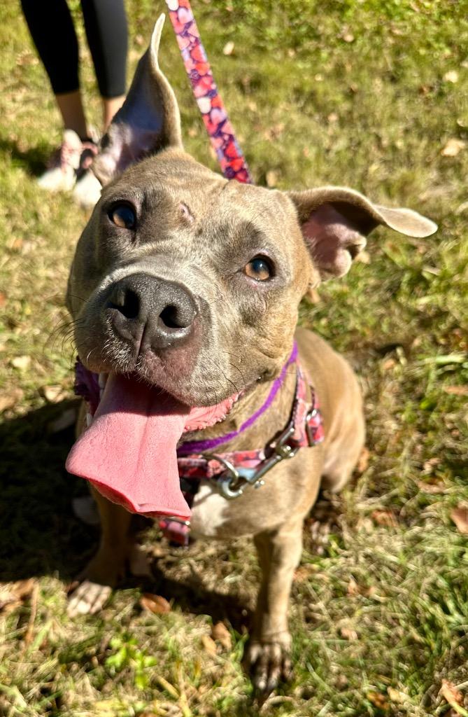 Summer, a Adoptable American Staffordshire Terrier in Ewing, NJ image 4/4