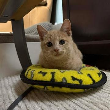 Marshmellow, Adoptable, Kitten Female Manx.