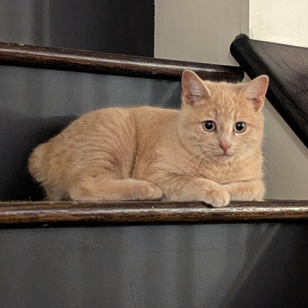 Marshmellow, a Adoptable Manx in Calgary, AB image 2/4