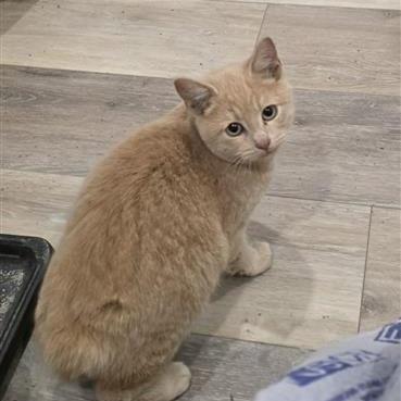 Marshmellow, a Adoptable Manx in Calgary, AB image 2/2