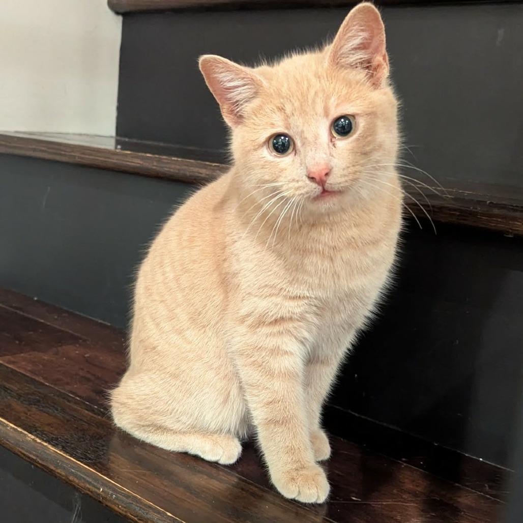 Marshmellow, a Adoptable Manx in Calgary, AB image 4/4