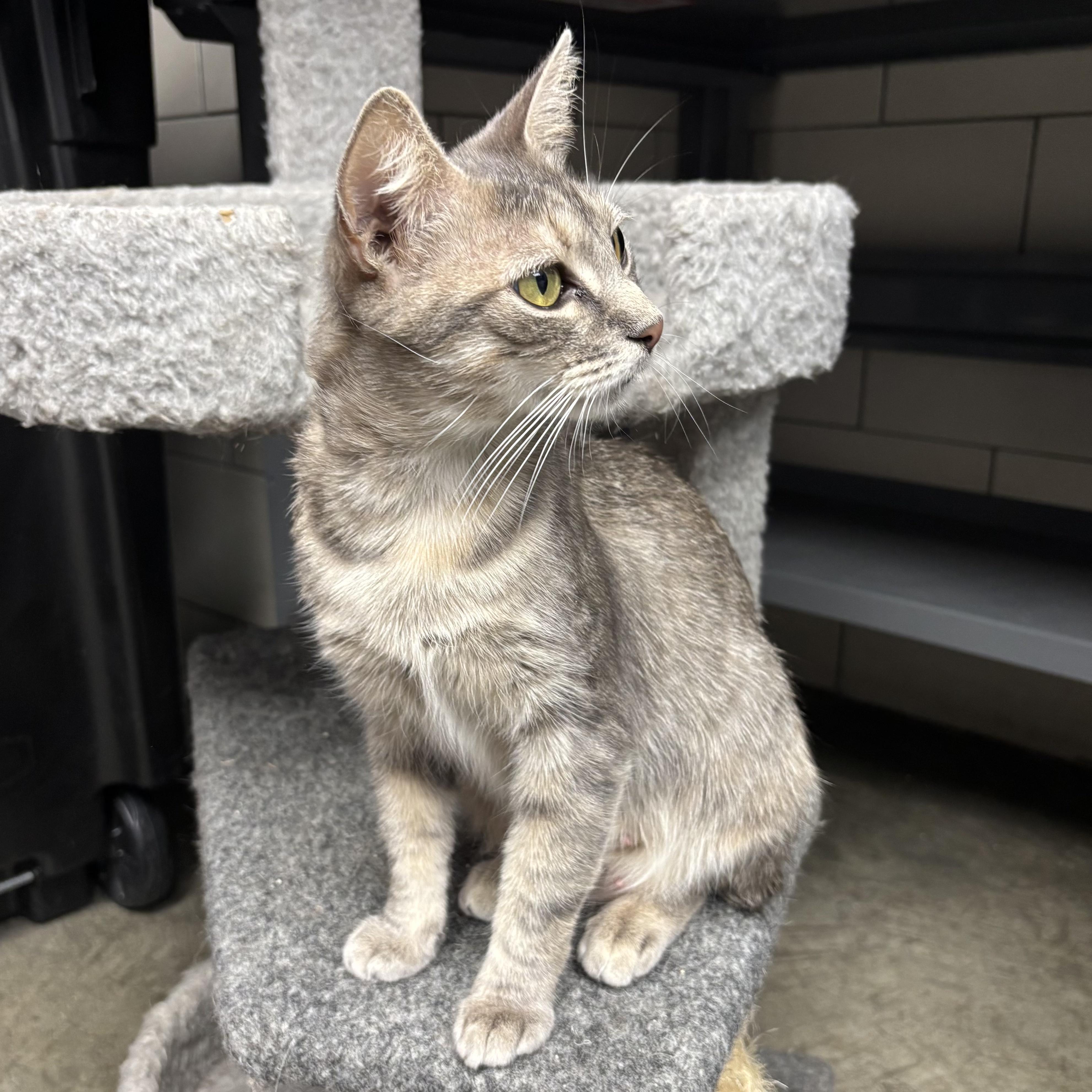 Sade, Adoptable, Adult Female Domestic Short Hair.