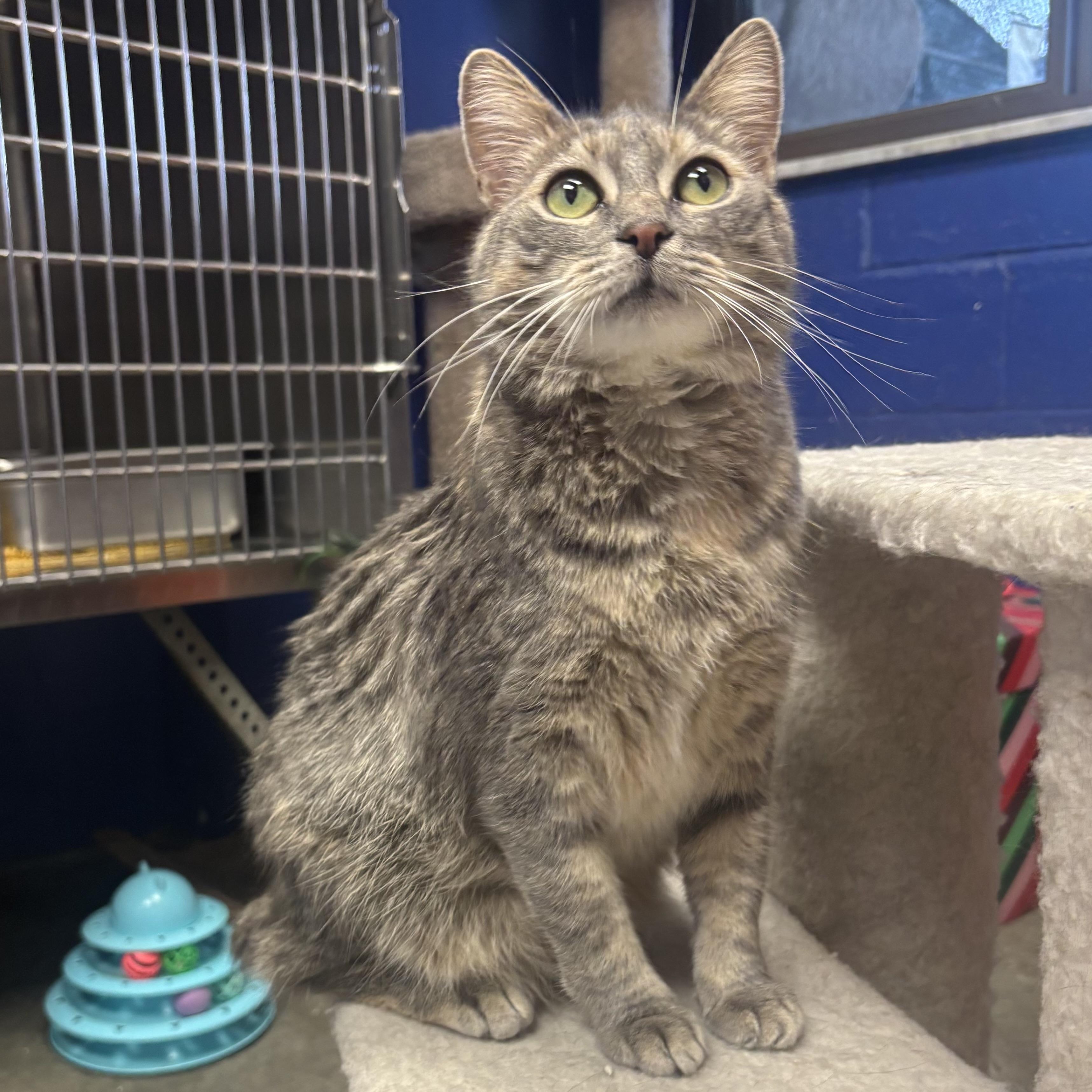 Enlarge Sade, a Adoptable Domestic Short Hair in Waynesburg, PA image 2/6