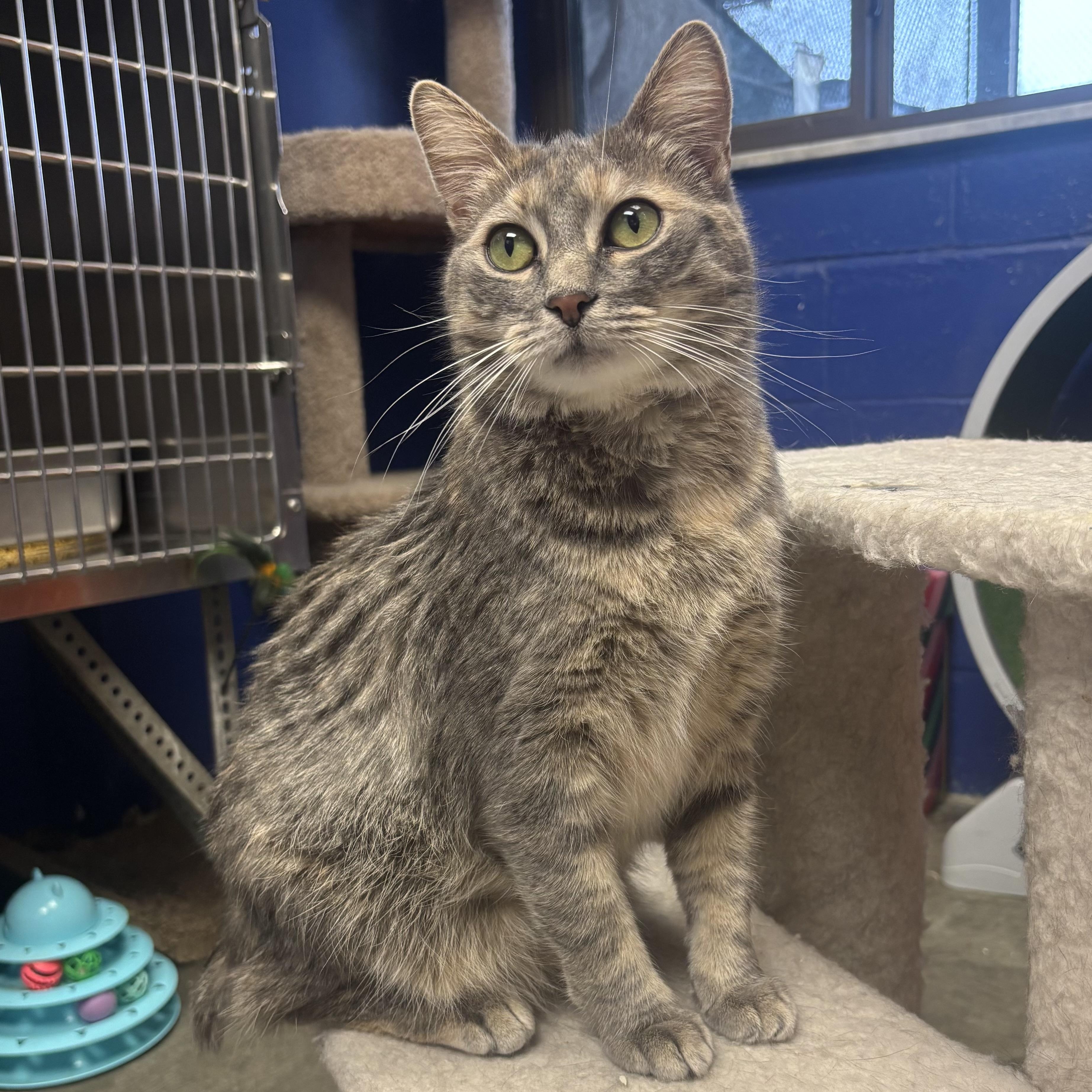 Enlarge Sade, a Adoptable Domestic Short Hair in Waynesburg, PA image 1/6
