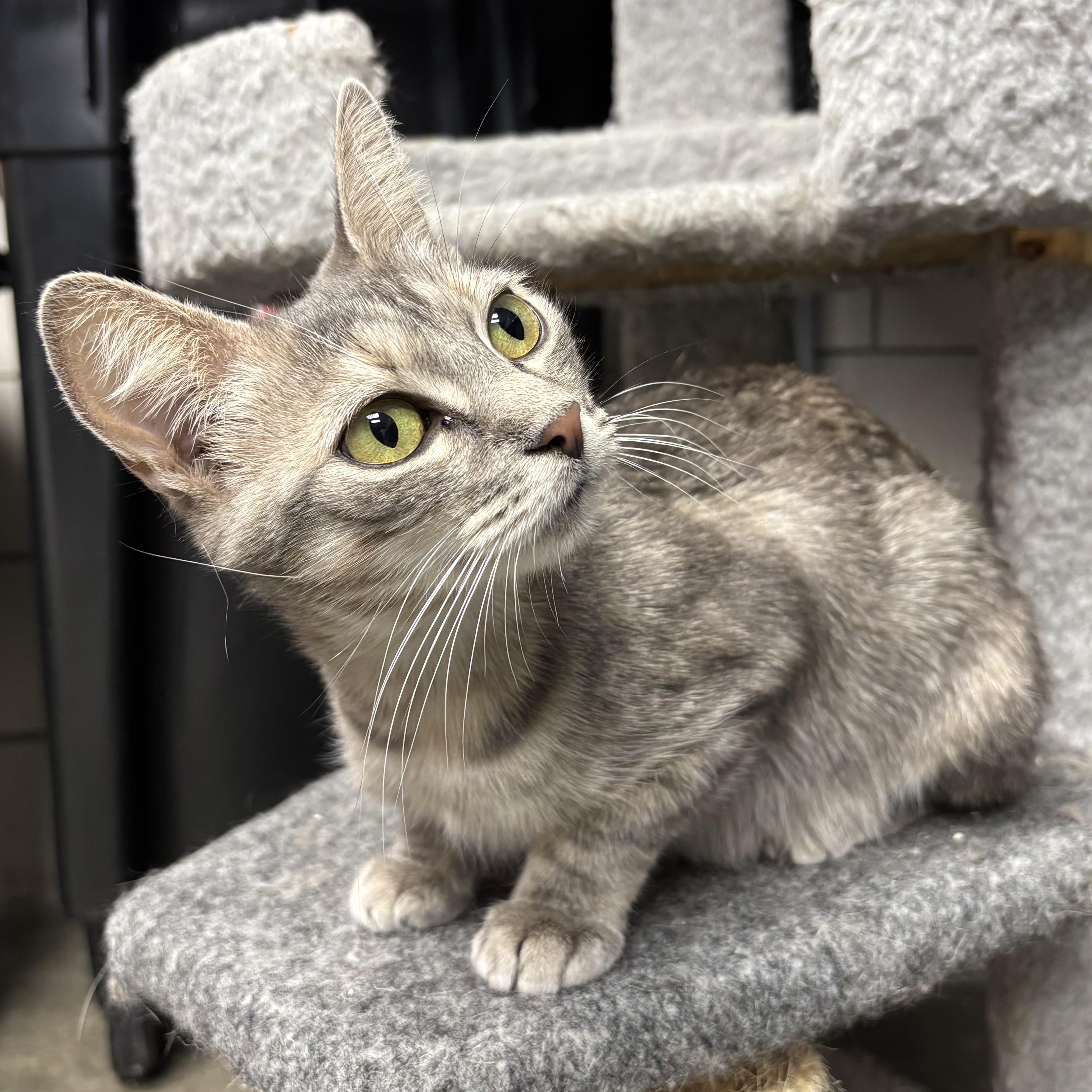 Enlarge Sade, a Adoptable Domestic Short Hair in Waynesburg, PA image 2/6