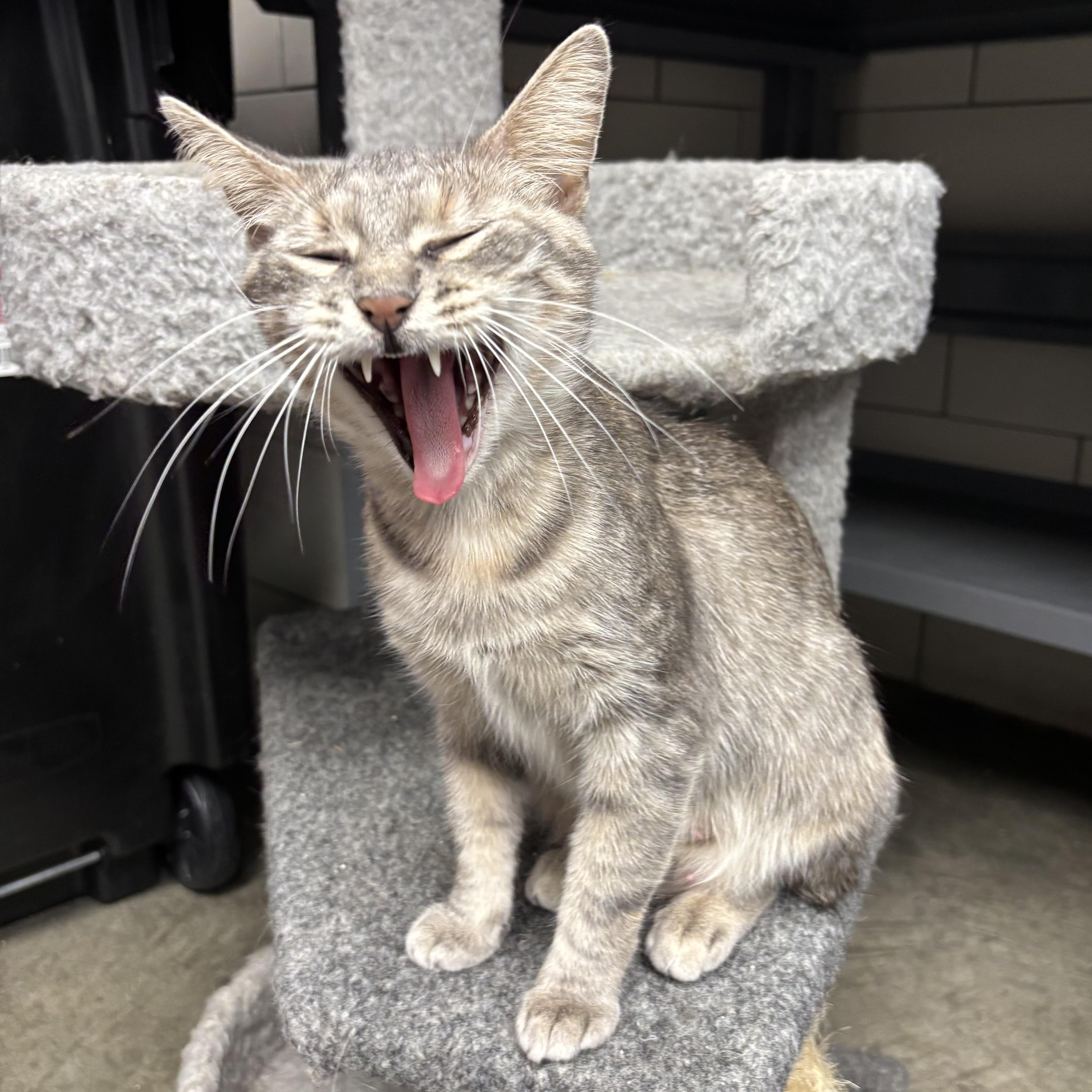 Enlarge Sade, a Adoptable Domestic Short Hair in Waynesburg, PA image 5/6