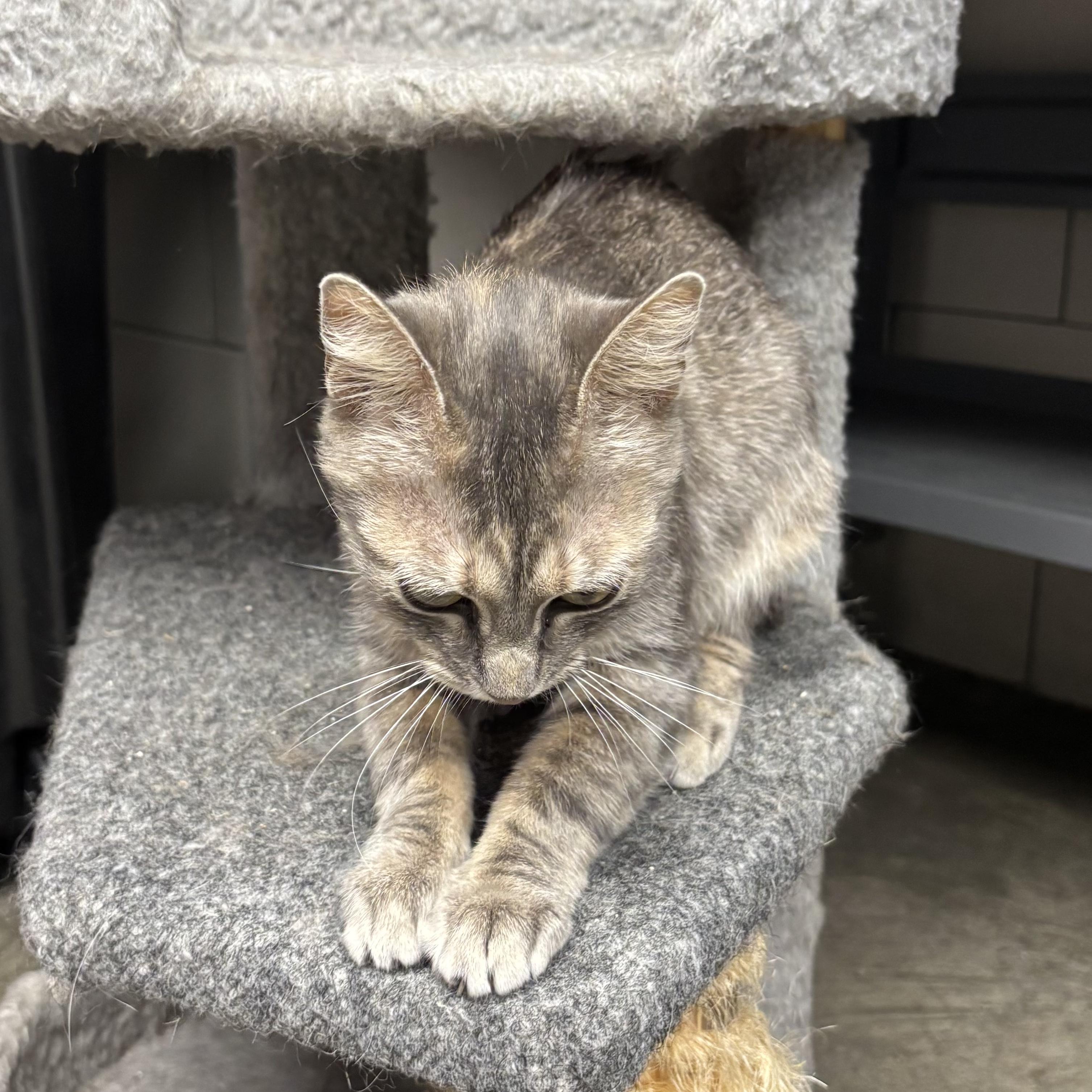 Enlarge Sade, a Adoptable Domestic Short Hair in Waynesburg, PA image 6/6