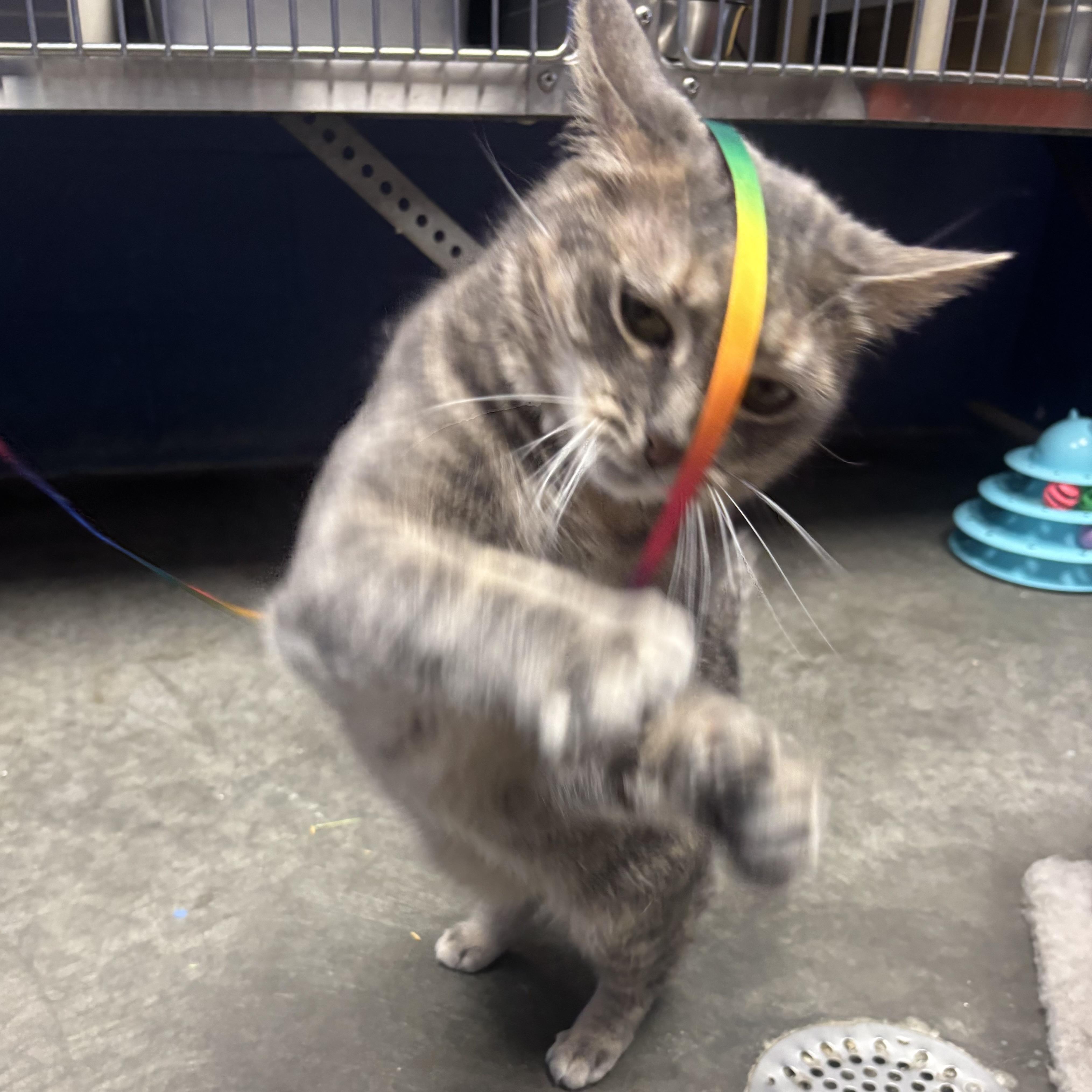 Enlarge Sade, a Adoptable Domestic Short Hair in Waynesburg, PA image 3/6