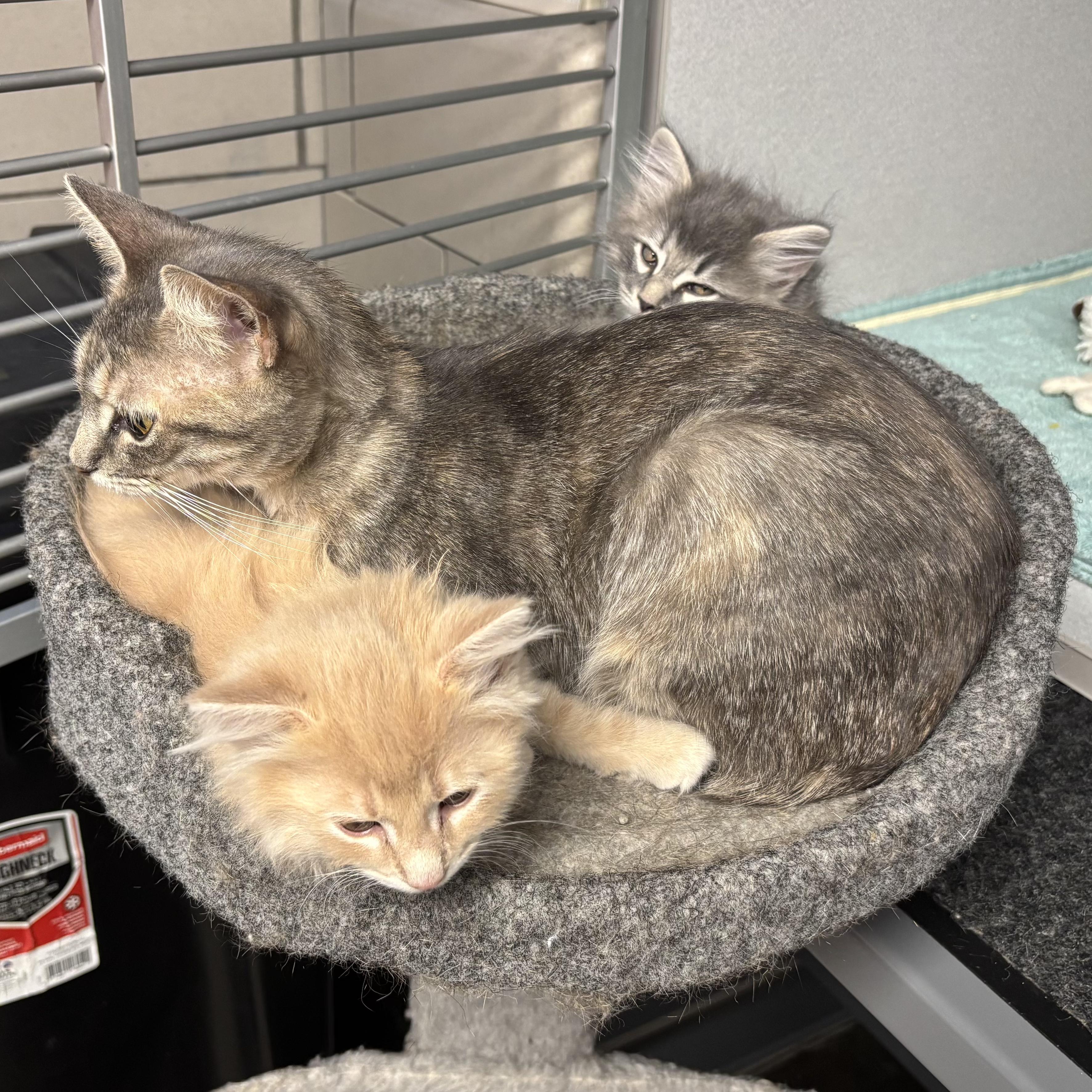 Enlarge Sade, a Adoptable Domestic Short Hair in Waynesburg, PA image 4/6