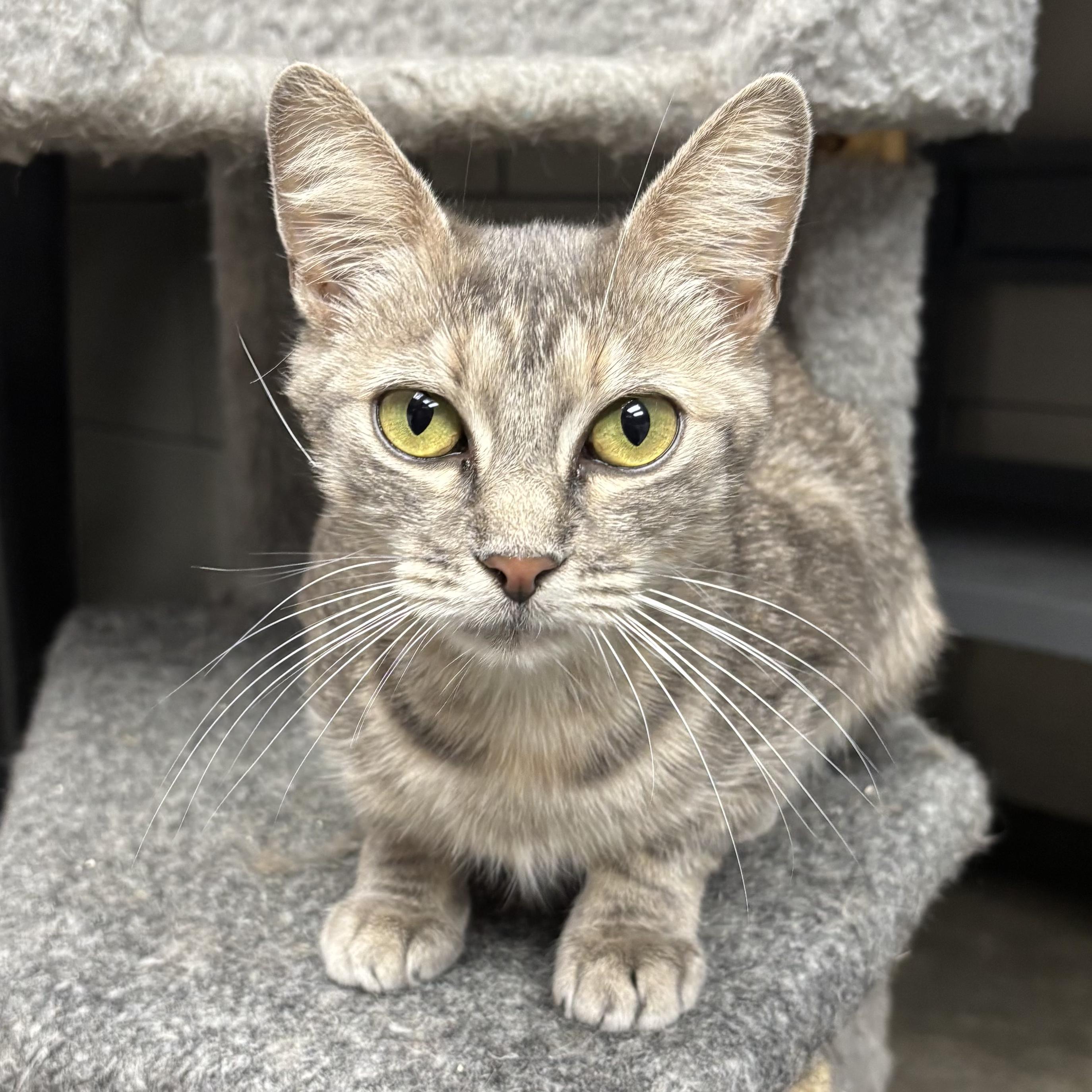 Enlarge Sade, a Adoptable Domestic Short Hair in Waynesburg, PA image 3/6