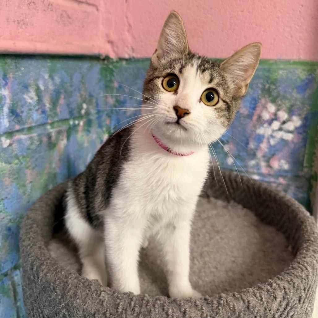Jisoo, Adoptable, Kitten Female Domestic Short Hair.