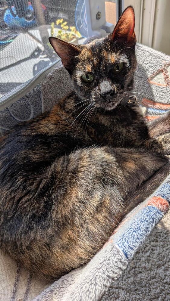 Enlarge Zeva, a Adoptable Domestic Short Hair in Oceanside, CA image 1/4
