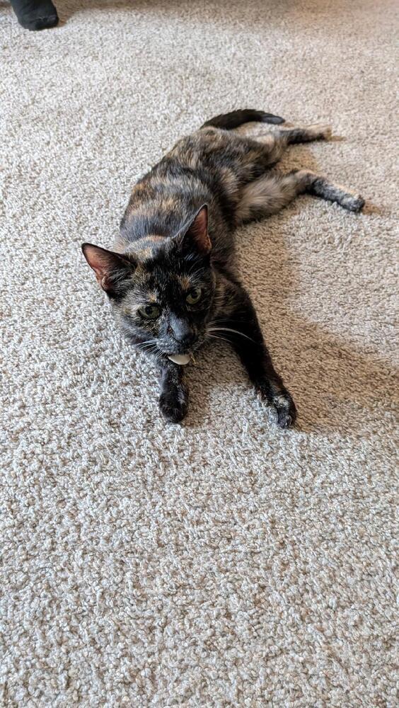Enlarge Zeva, a Adoptable Domestic Short Hair in Oceanside, CA image 2/4