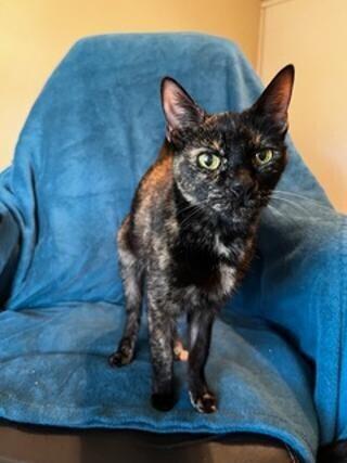 Enlarge Zeva, a Adoptable Domestic Short Hair in Oceanside, CA image 2/4