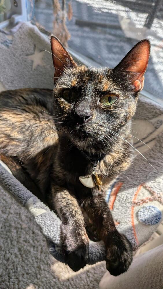 Enlarge Zeva, a Adoptable Domestic Short Hair in Oceanside, CA image 4/4