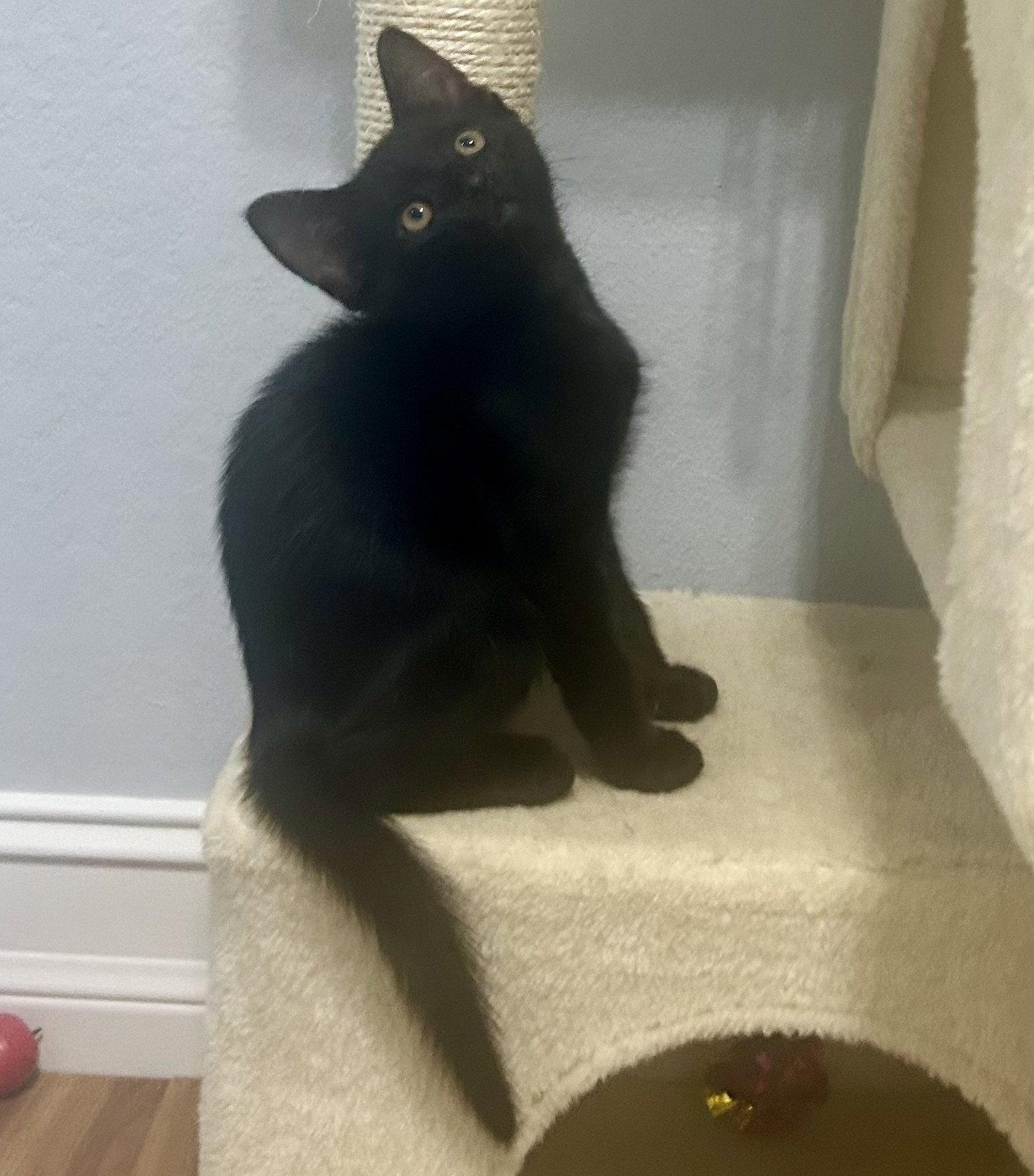 Dodger, Adopted, Kitten Male Domestic Short Hair.