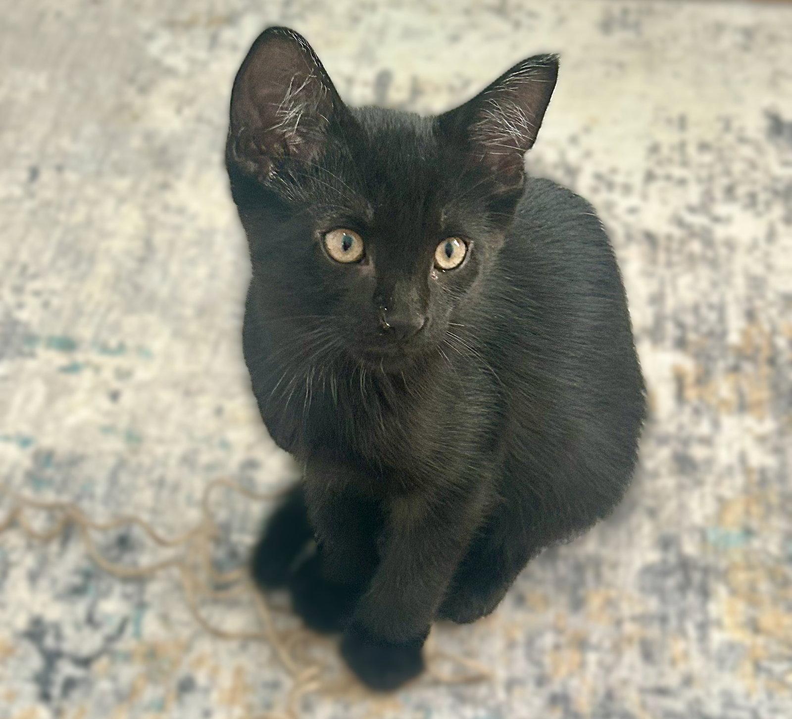 Dodger, a Adopted Domestic Short Hair in Fort Myers, FL image 2/2