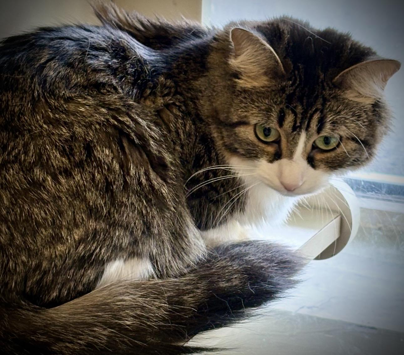 Aurora, adopted, Young Female Domestic Long Hair.