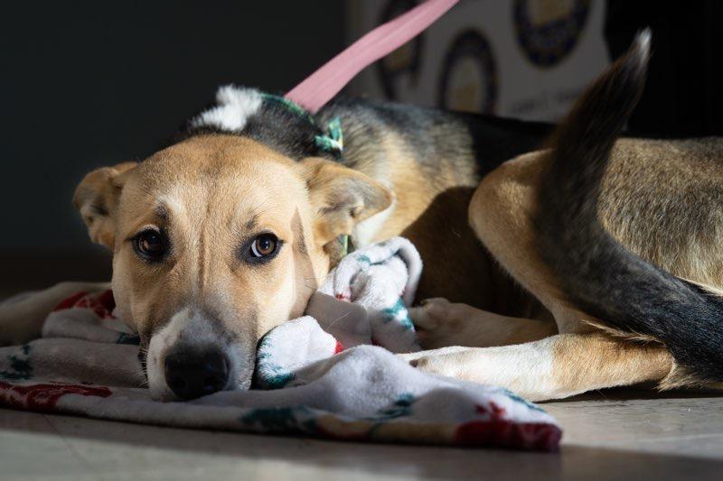 Cranberry, Adoptable, Young Female Shepherd & Mixed Breed.