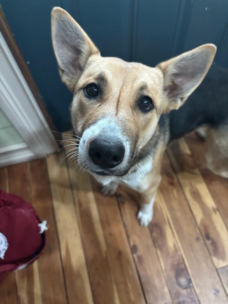 Enlarge Cranberry, a Adoptable mixed breed in Fayetteville, AR image 2/3