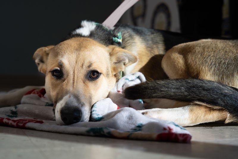 Enlarge Cranberry, a Adoptable mixed breed in Fayetteville, AR image 3/3