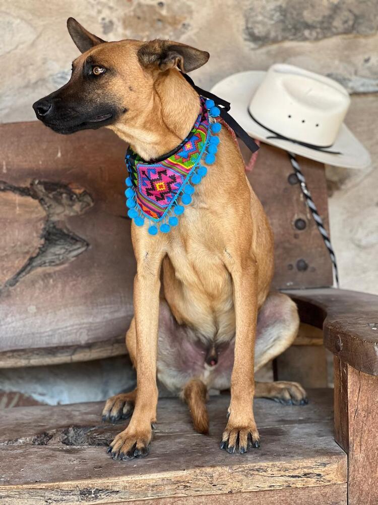 Enlarge Twigg, a Adoptable mixed breed in Gig Harbor, WA image 1/4