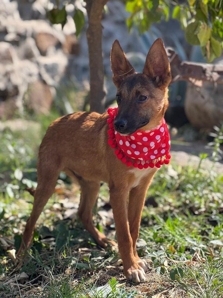Enlarge Twigg, a Adoptable mixed breed in Gig Harbor, WA image 2/4