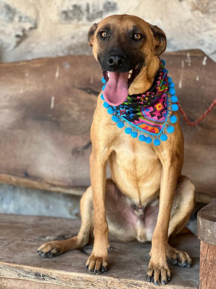 Enlarge Twigg, a Adoptable mixed breed in Gig Harbor, WA image 3/4