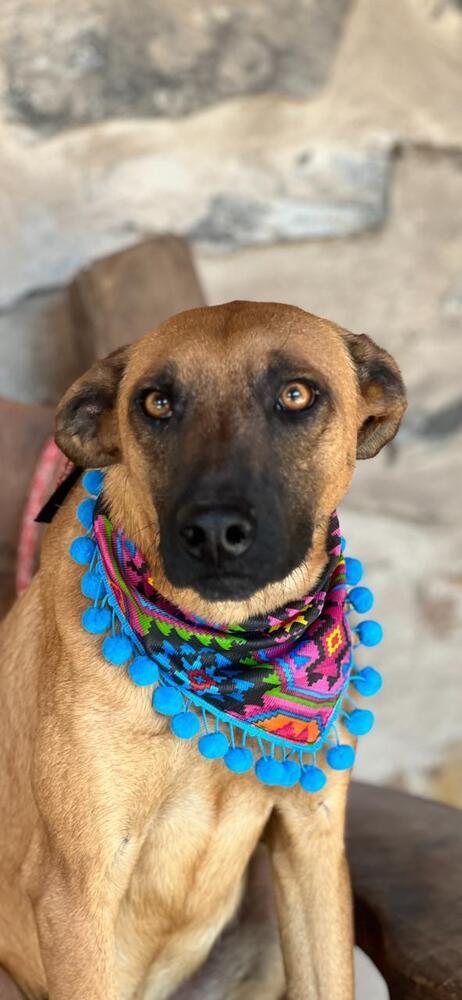 Enlarge Twigg, a Adoptable mixed breed in Gig Harbor, WA image 4/4