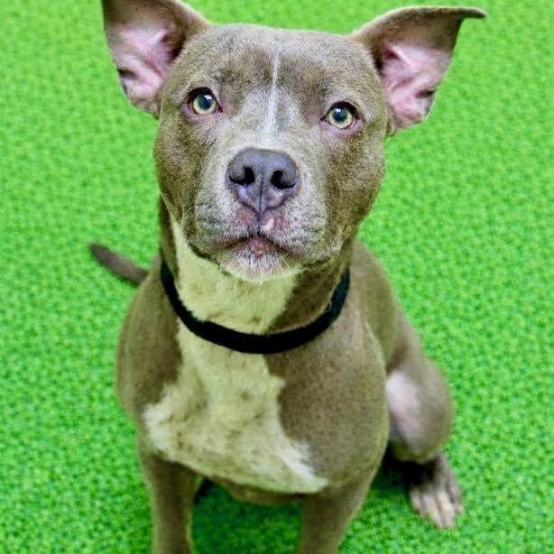 Gene, ADOPTABLE, Puppy Male Pit Bull Terrier.