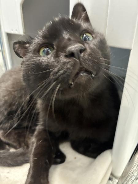 Enlarge Benny, a Adoptable mixed breed in Salt Lake City, UT image 1/6