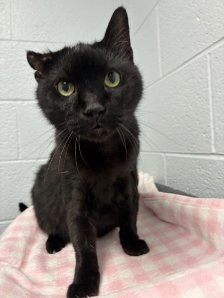Enlarge Benny, a Adoptable mixed breed in Salt Lake City, UT image 2/6