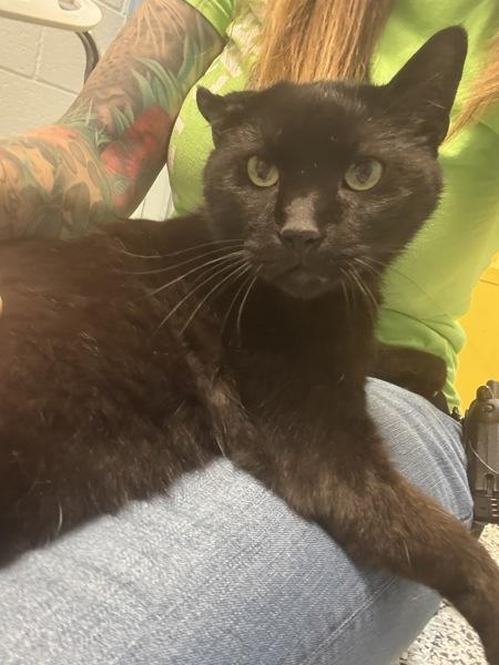 Enlarge Benny, a Adoptable mixed breed in Salt Lake City, UT image 4/6