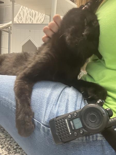 Enlarge Benny, a Adoptable mixed breed in Salt Lake City, UT image 5/6