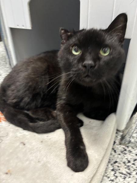 Enlarge Benny, a Adoptable mixed breed in Salt Lake City, UT image 6/6