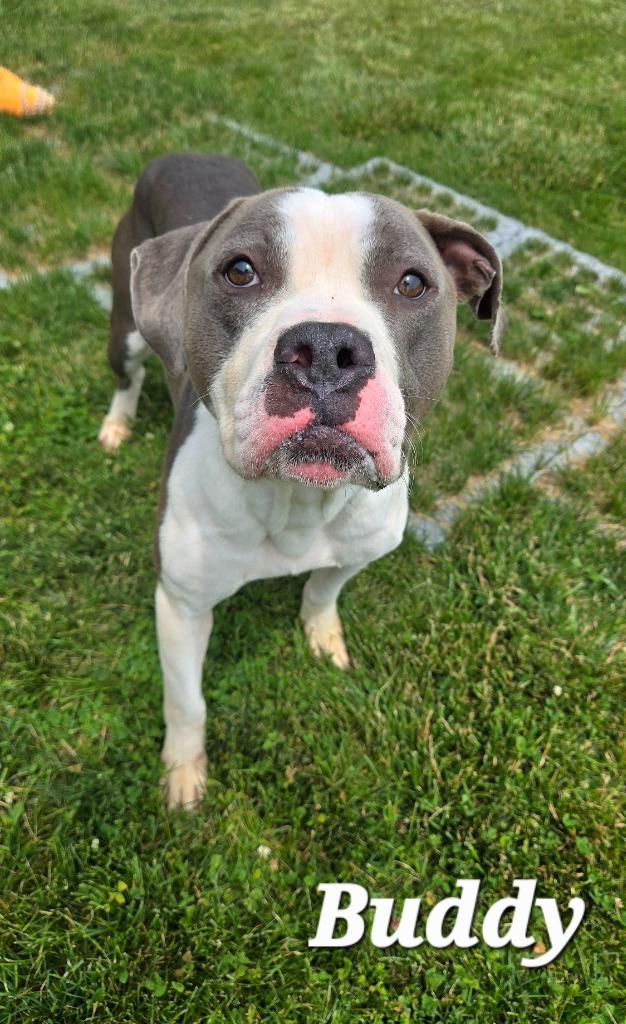 Buddy Yrly 223, Adoptable, Adult Male Pit Bull Terrier.