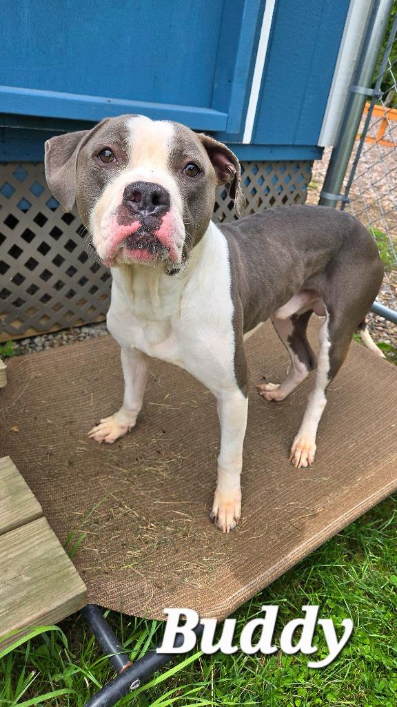 Buddy Yrly 223, a Adoptable mixed breed in Sidney, OH image 2/6